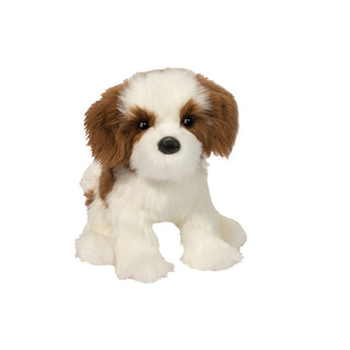 Farren Shih-Tzu