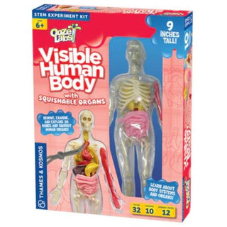 Visible Human Body w/ Squishable Organs 