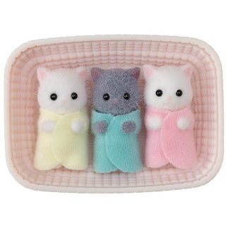 Persian Cat Triplets