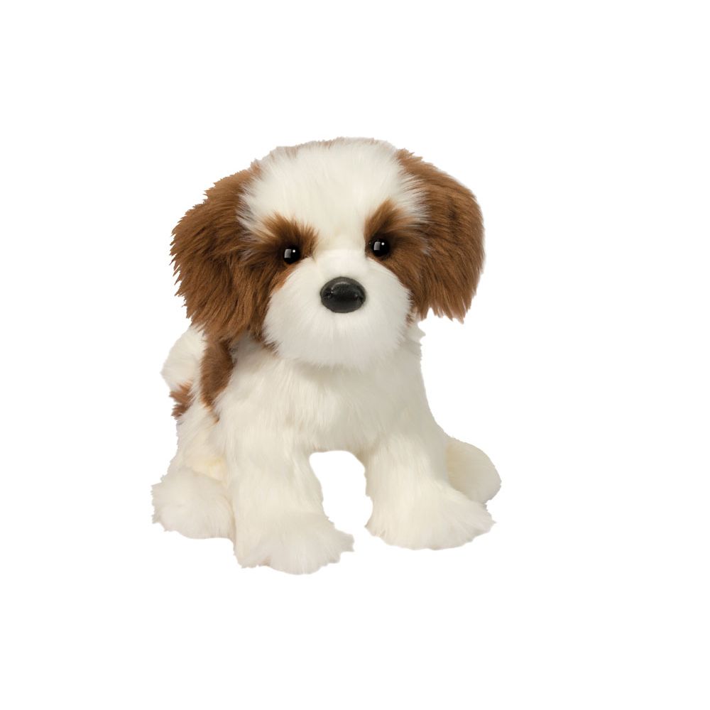Farren Shih-Tzu