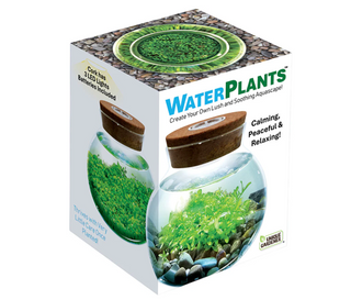 Water Plants - Create Your Own Lush and Soothing Aquascape 