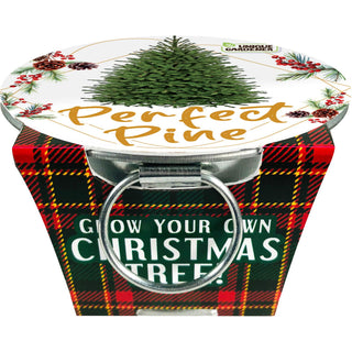 Perfect Pine - Grow Your Own Christmas Tree 