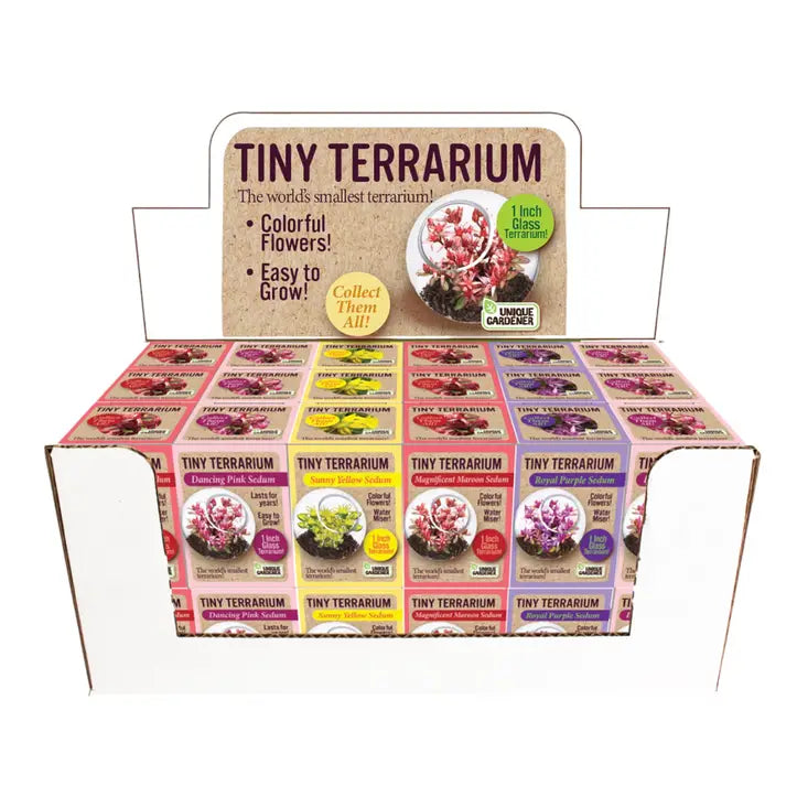 Tiny Terrarium Sedum Glass Terrarium