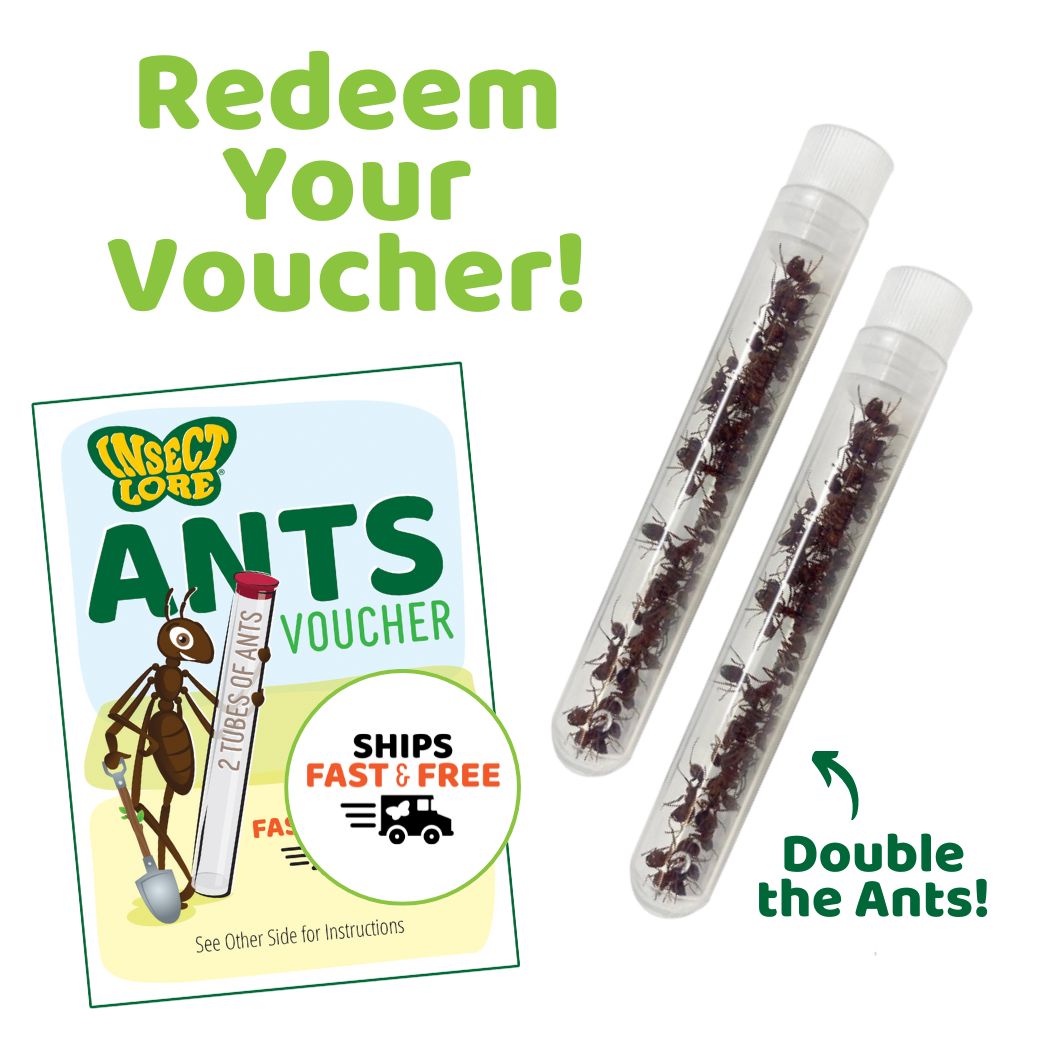 Ant Hill with Prepaid voucher